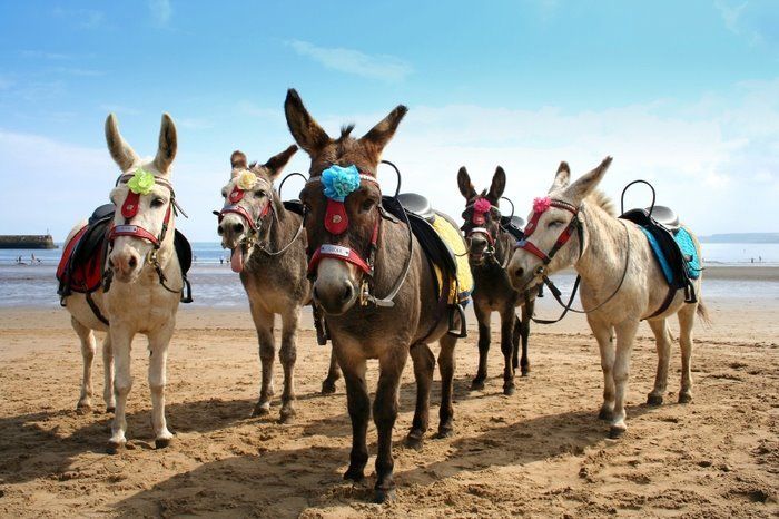Sands Seafront Apartments - activities