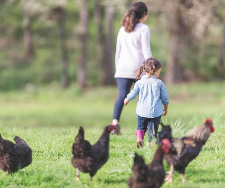 Coulscott House Cottages - activities