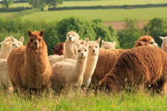 Middle Stone Farm Holiday Cottages