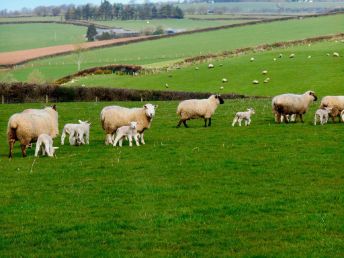 South Coombe Country Cottages