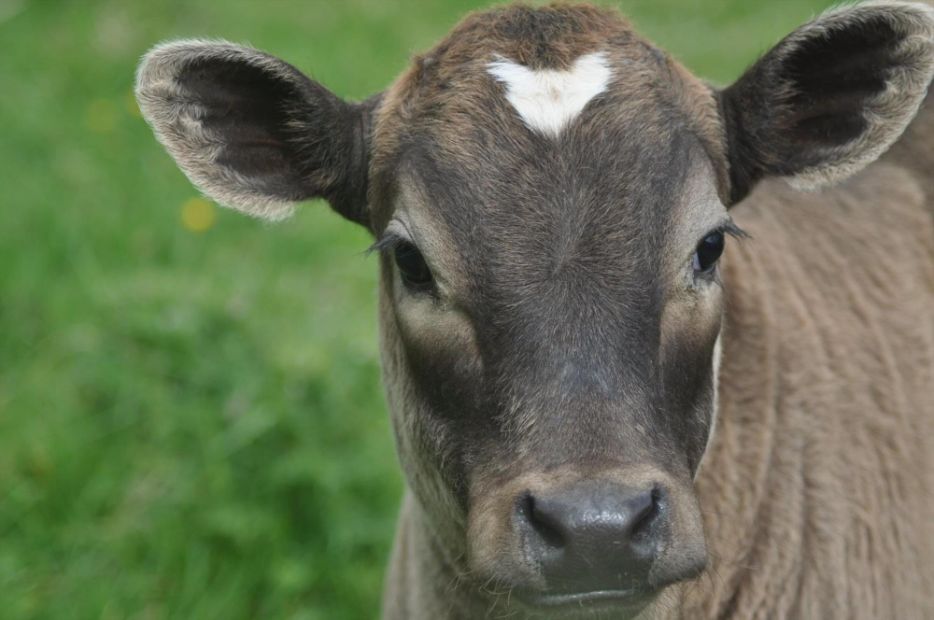 Shetland Cattle 