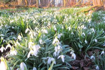Spixworth Hall Cottages