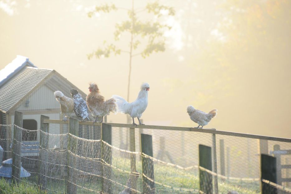 Chickens on a Frosty Morning