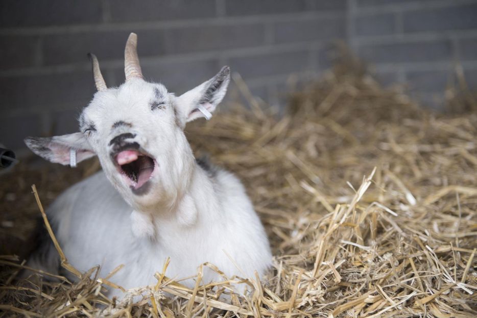 Yawning goat