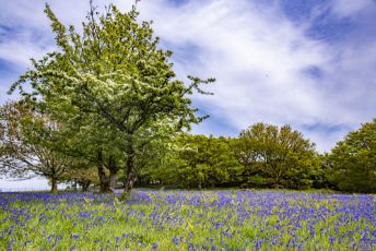Lower Elsford Farm 