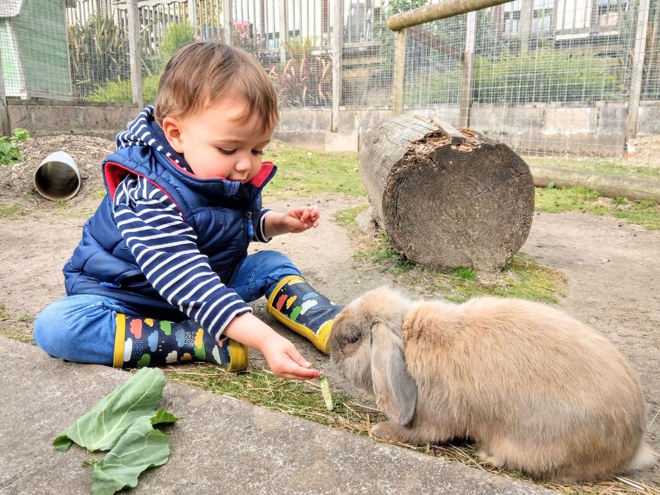 Walk-in rabbit and guinea pig area