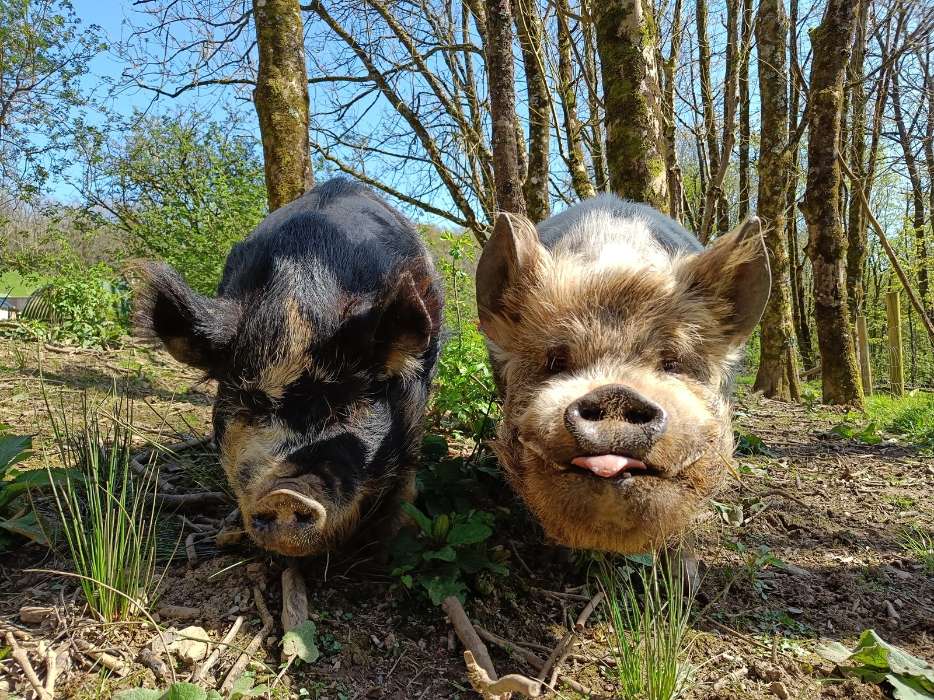 Meet the animals