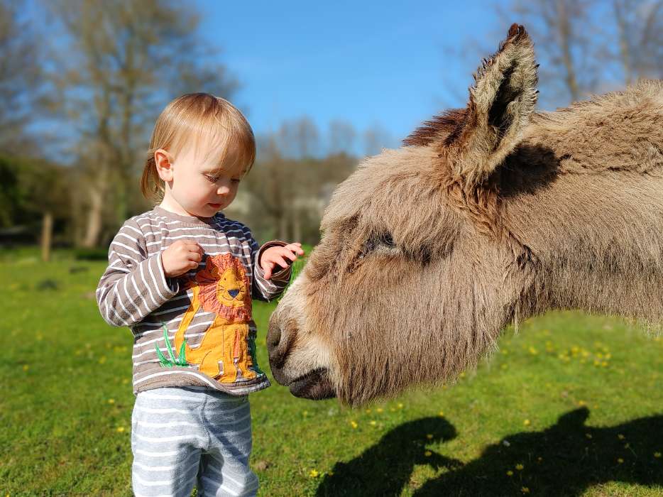 Meet the animals