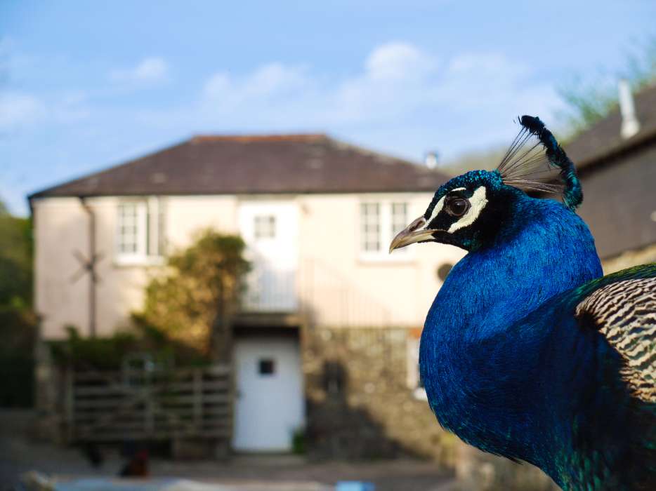 Peanut the peacock