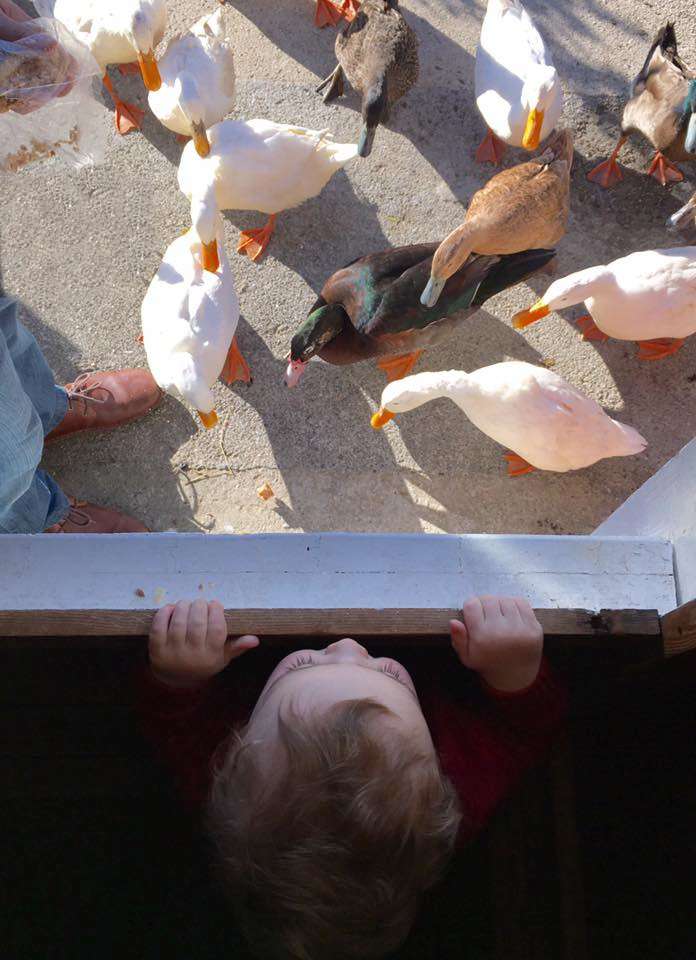 Feed the ducks