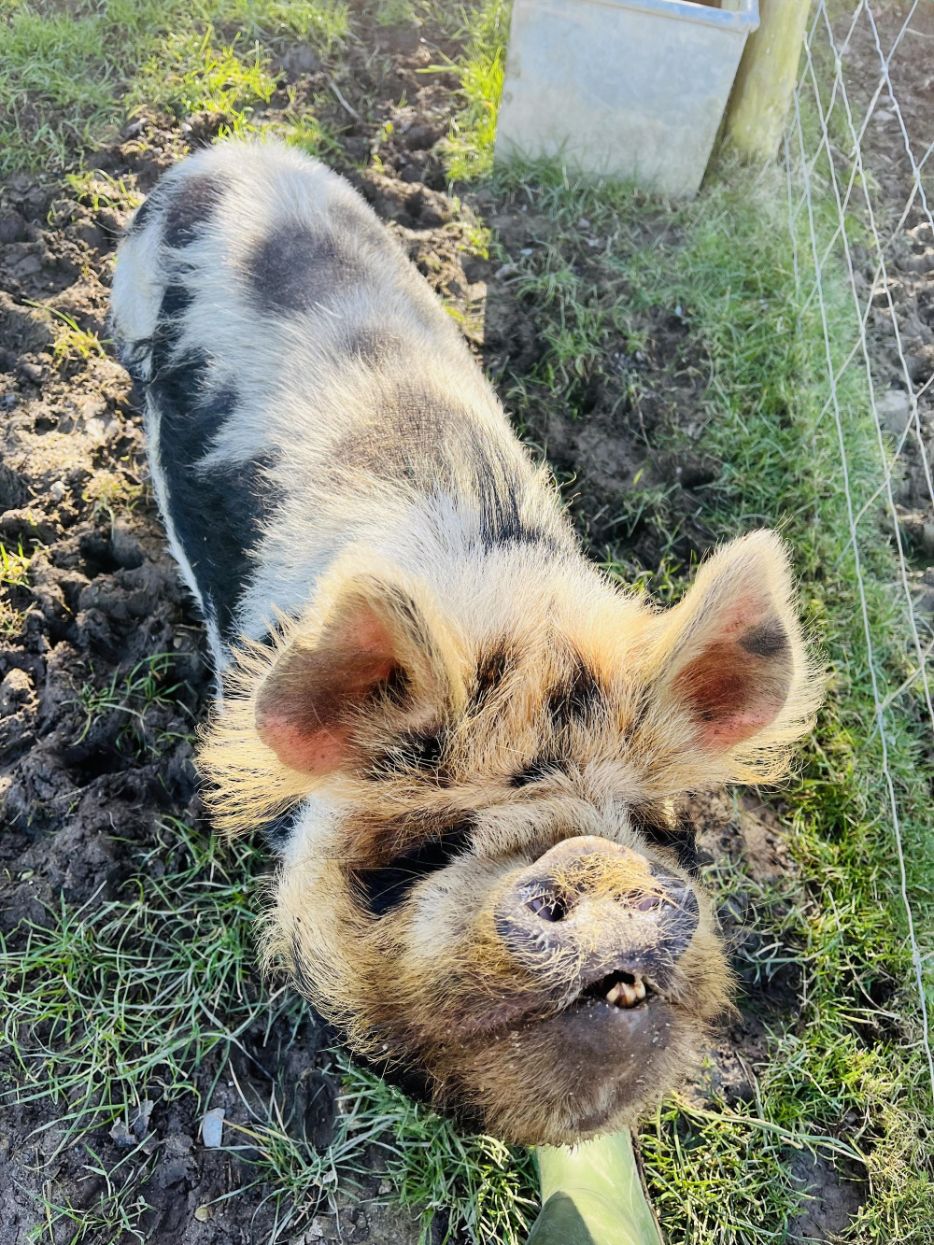 Court Farm Holidays - Pepa the friendly pig