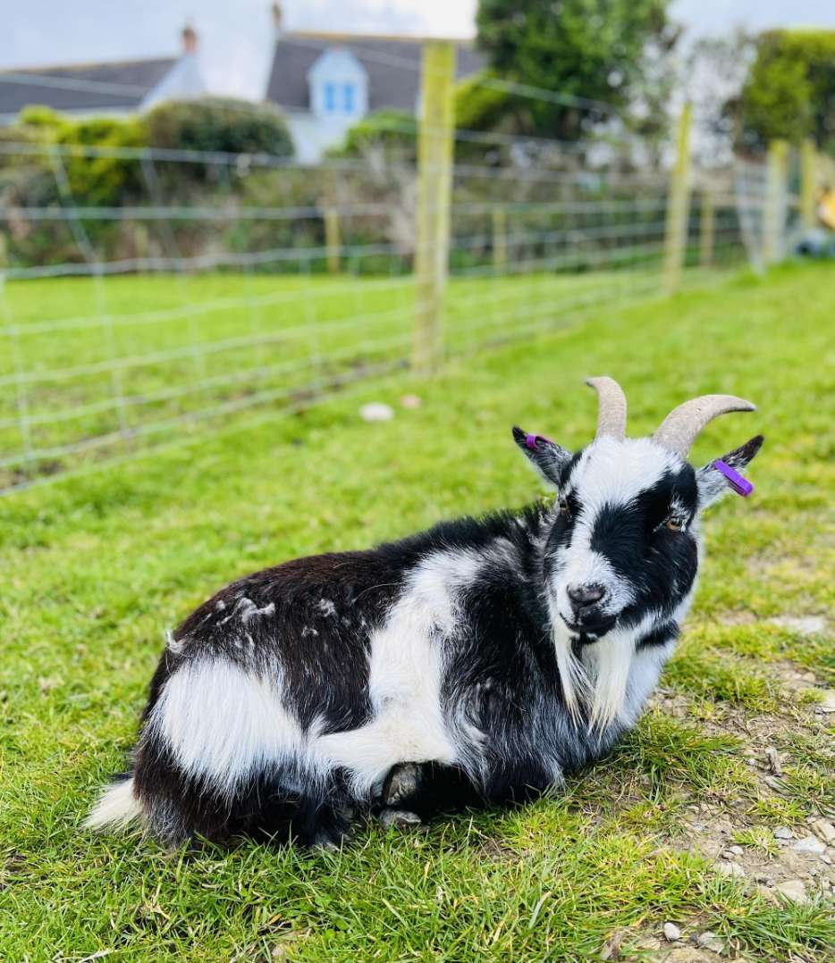 Fredie - Goat