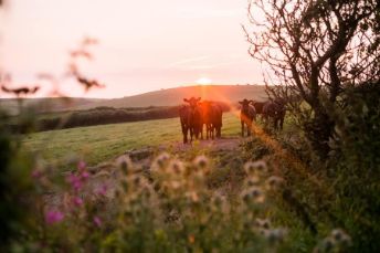 Court Farm Holidays