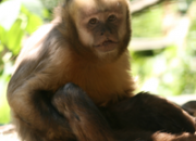 Marvelling at the Monkeys