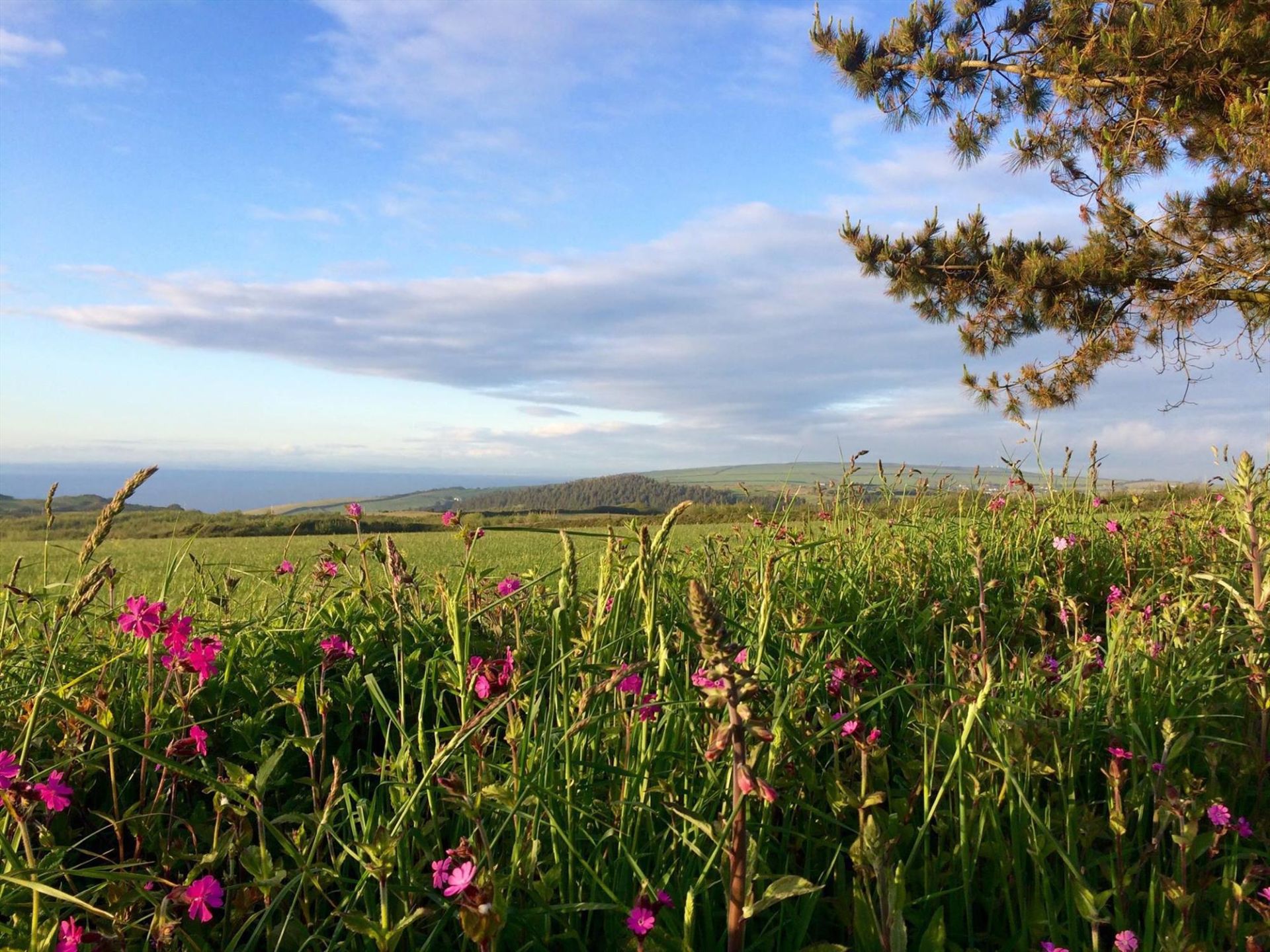 Family friendly Campsites in Devon