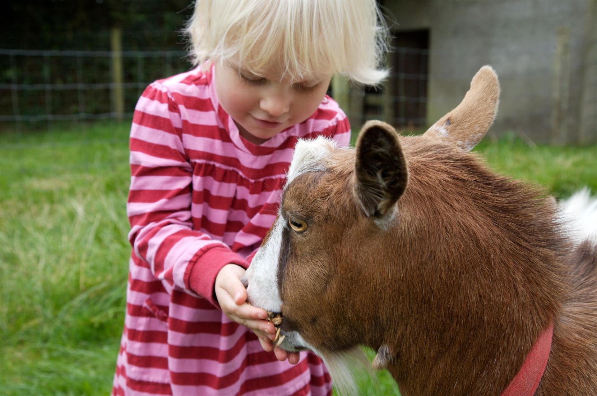 Farm Holidays in Cornwall